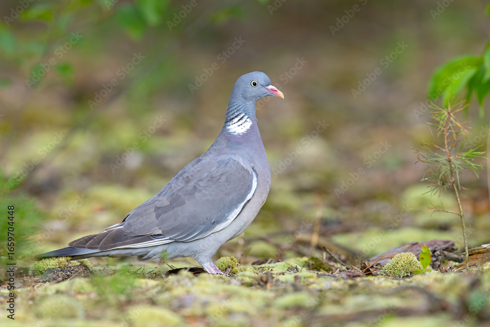 Fototapeta premium Grzywacz (Columba palumbus)