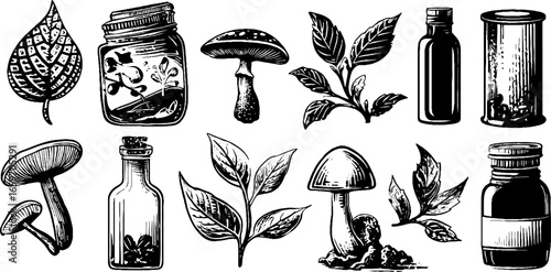 Vintage botanical ink drawings of mushrooms and leaves in jars and bottles