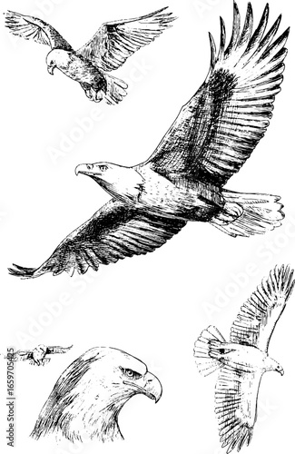 Detailed sketch of eagles in flight and portrait view