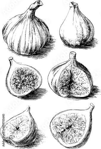 Detailed black and white sketches of whole and halved figs