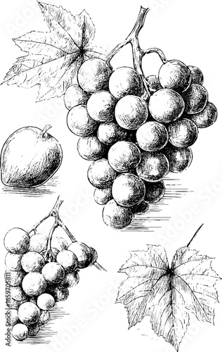 Hand-drawn grapes and apple with leaves in detailed sketch style