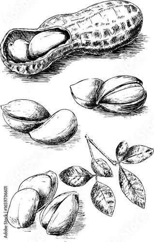Hand-drawn peanuts and leaves: detailed botanical sketch