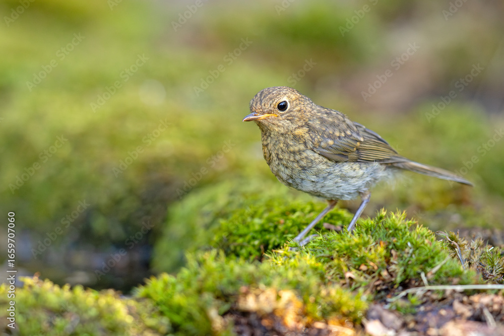 Rudzik (Erithacus rubecula) Rudzik (Erithacus rubecula)