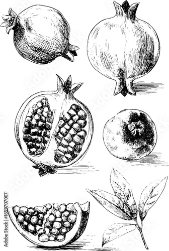 Detailed sketch of pomegranates and leaves in various views