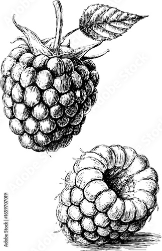 Intricate black and white raspberry sketch with detailed leaves
