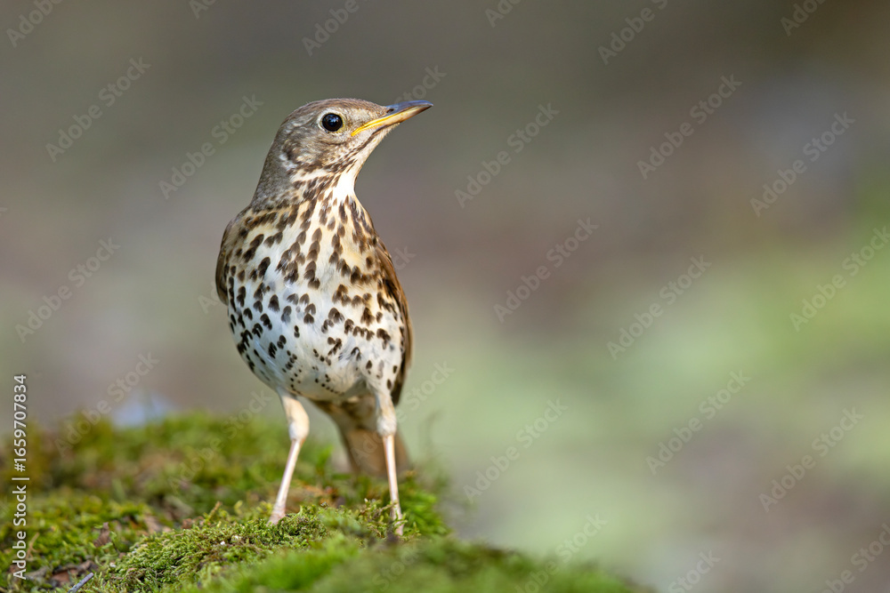 Fototapeta premium śpiewak (Turdus philomelos)