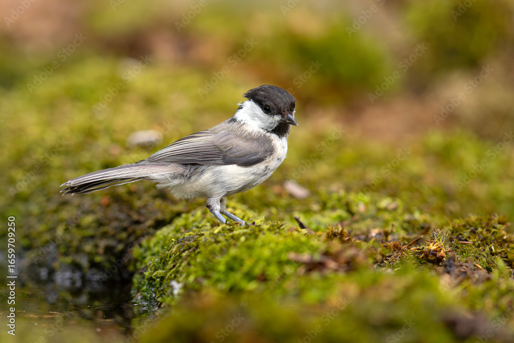 Naklejka premium Czarnogłówka (Poecile montanus)