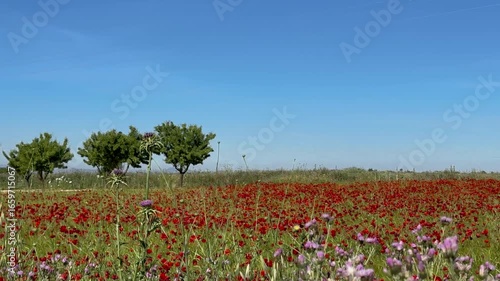 Wallpaper Mural nature Torontodigital.ca