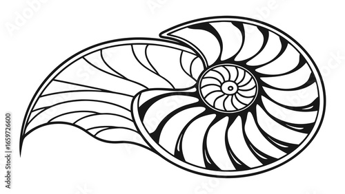 Vector art of a nautilus shell with a spiral design, showcasing the beauty of natures geometric patterns