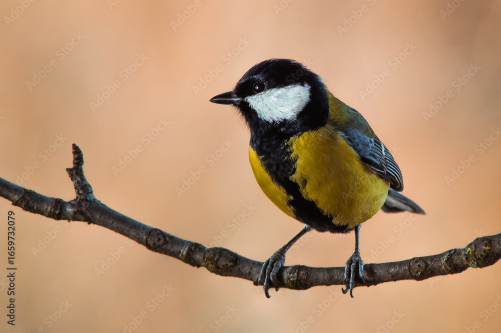 Obraz premium Close-up of a great tit (Parus major) sitting on a tree branch against a blurred natural background