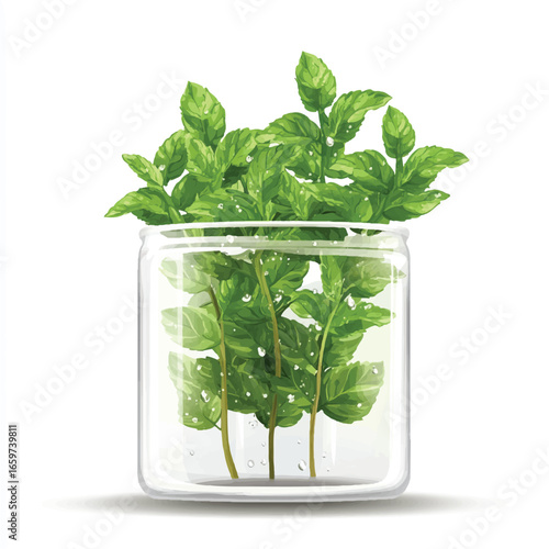 a mint plant 