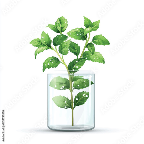 a mint plant 