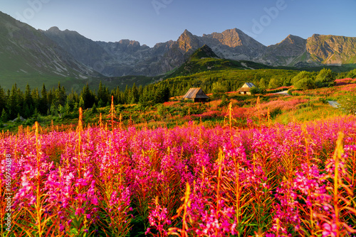 Fototapeta Naklejka Na Ścianę i Meble -  Gąsienicowa Valley at sunrise, one of the most beautiful places in Poland, a Tatra valley with flowers. The idyllic landscape of Poland.