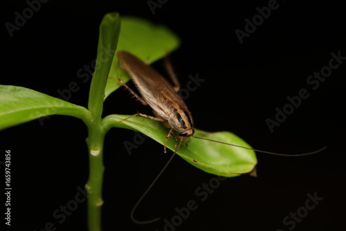 The Asian cockroach and the German cockroach (Blattella germanica) are closely resembling species within the family Blattellidae. Asian cockroaches thrive outdoors and are strong fliers,