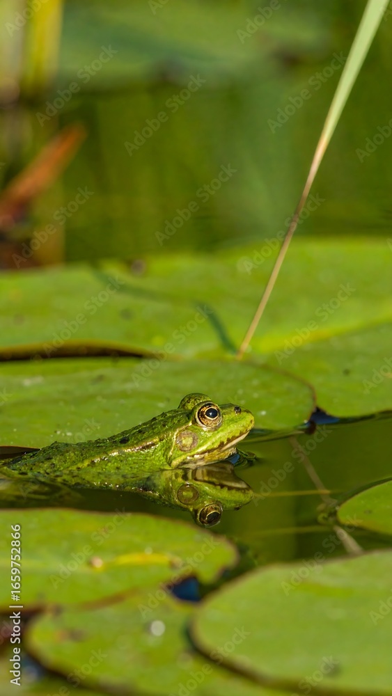 Fototapeta premium A frog resting on lily pads