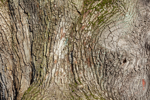 Braune Baumrinde mit Maserknollen, Borke,  Holztextur, Hintergrund, Deutschland, Europa