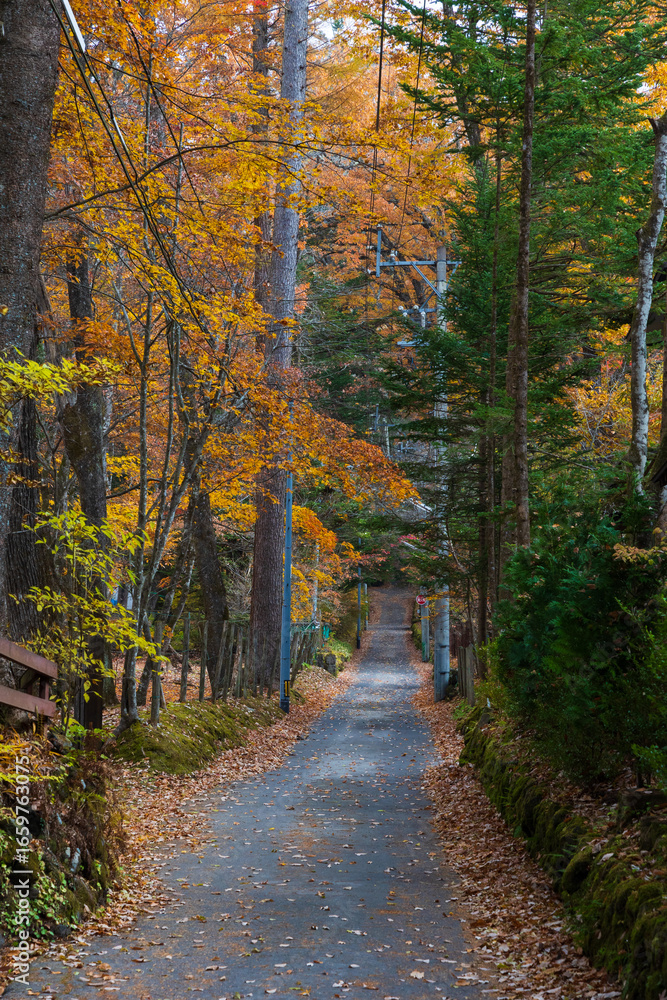 Fototapeta premium 日本の風景・秋 人気のリゾート地 紅葉の軽井沢 ハッピーバレー