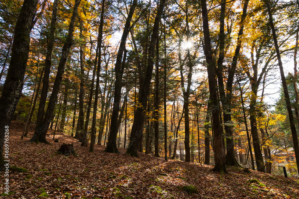 Obraz premium 日本の風景・秋 人気のリゾート地 紅葉の軽井沢