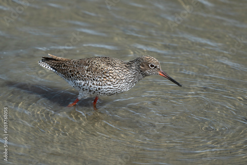 Foto Chevalier gambette,Tringa totanus, Common Redshank