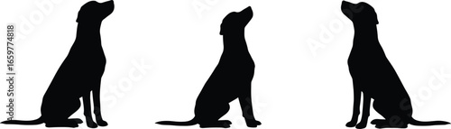 Three black silhouettes of dogs sitting and looking up canine animal
