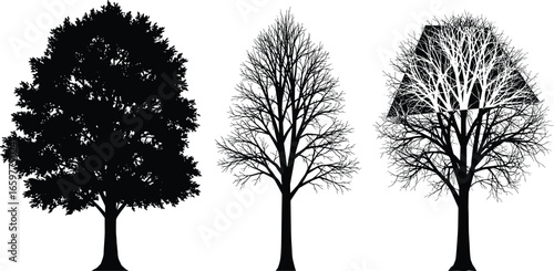 Three black silhouettes of trees showing different stages of foliage and branches black and white