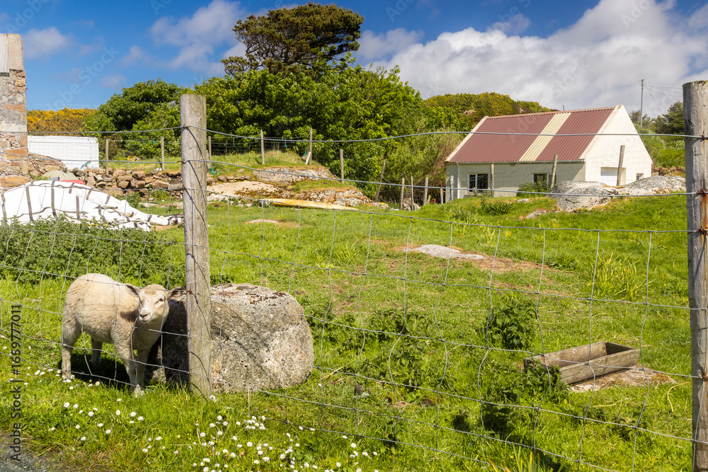 Obraz premium Domestic sheep on the grass. Dungloe. Donegal. Ireland