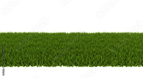 Green grass isolated on a white background