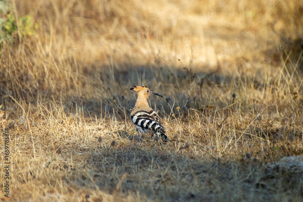 Fototapeta premium A striking hoopoe stands on dry grass, showcasing its elegant crest, curved beak, and bold black-and-white wing patterns.