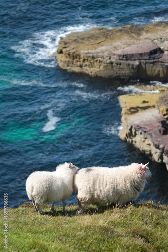sheep standing on the cliffside with stormy blue sea in the background