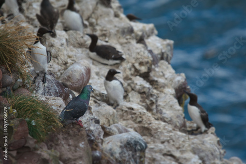 pigeon mixing in with guillemots on the sandy cliffs at fowlsheugh