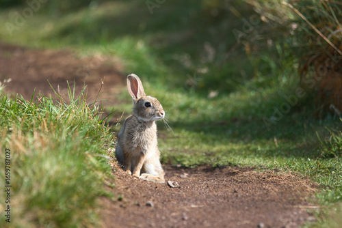 a small cute wild bunny sitting in the middle of a path