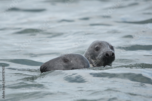 a pair of grey seals swimming in the sea looking worried