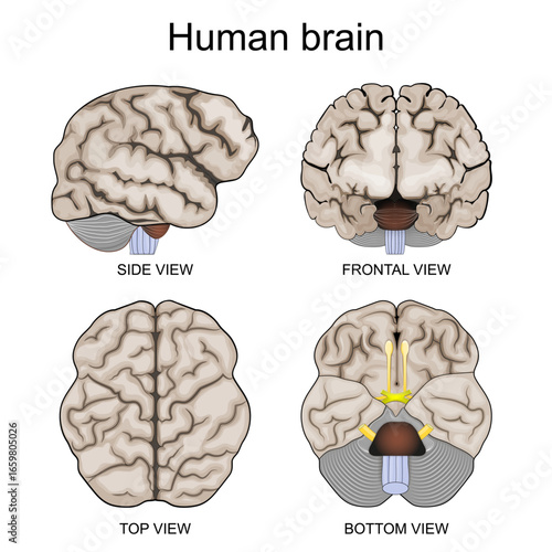 Human brain anatomy. Top, Bottom, Side, and Frontal view. Detailed vector poster