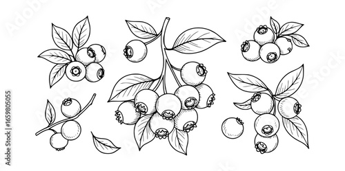 Black and white line drawing of blueberries on branches with leaves fruit