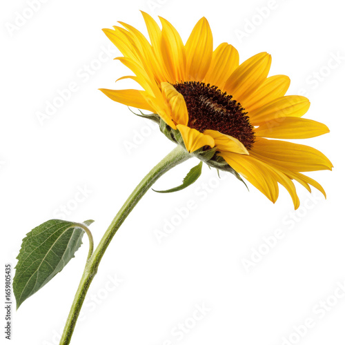 Vibrant single sunflower bloom with long stem