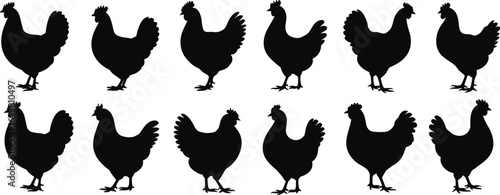 chicken bird silhouettes, poultry farm animal shapes, domestic fowl illustration, rooster and hen vector set, agriculture livestock graphic, farmyard bird artwork