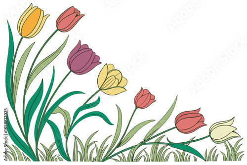 vector illustration of tulips