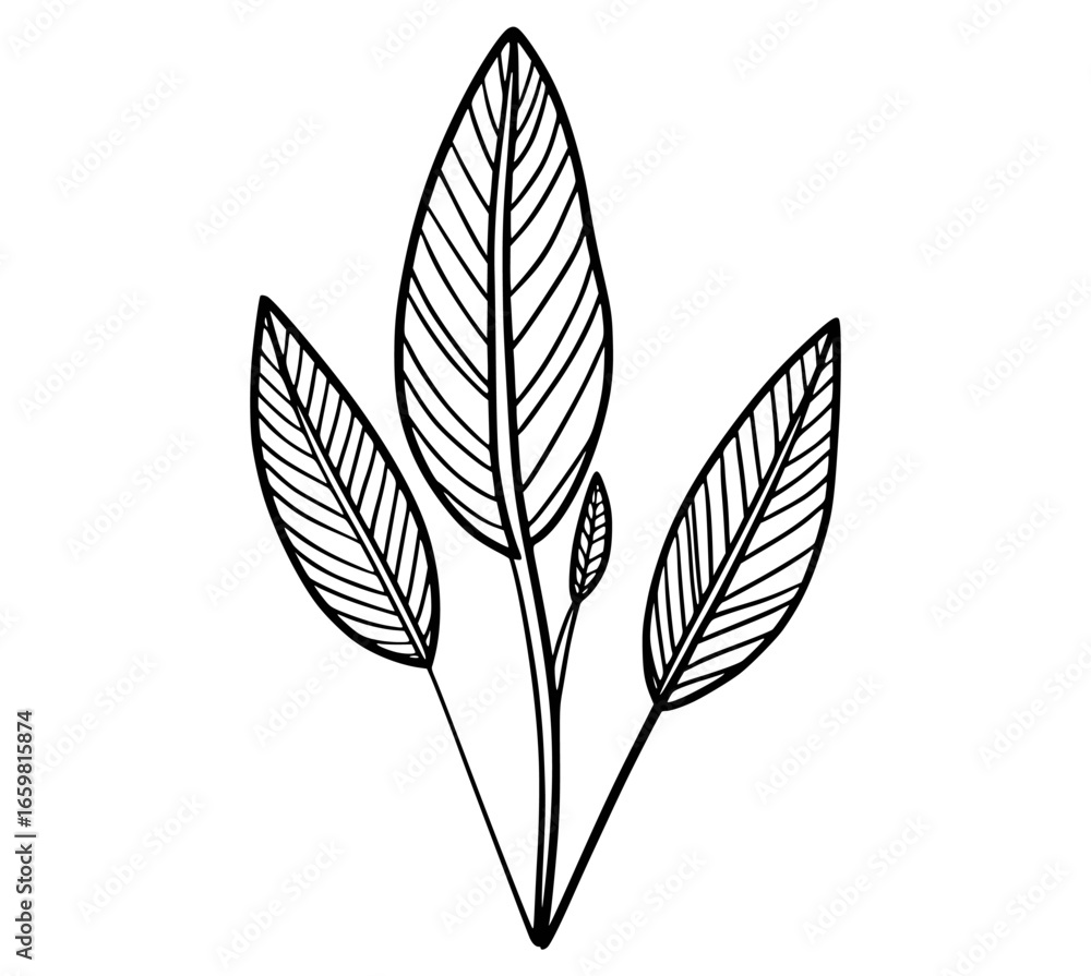 Obraz premium Delicate botanical illustration of three elongated leaves plant nature