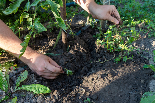 Photos Hand Weeding in Garden Soil