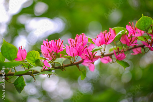 Canvas Print A closeup shot of a pink Paperflower - Bougainvillea glabra