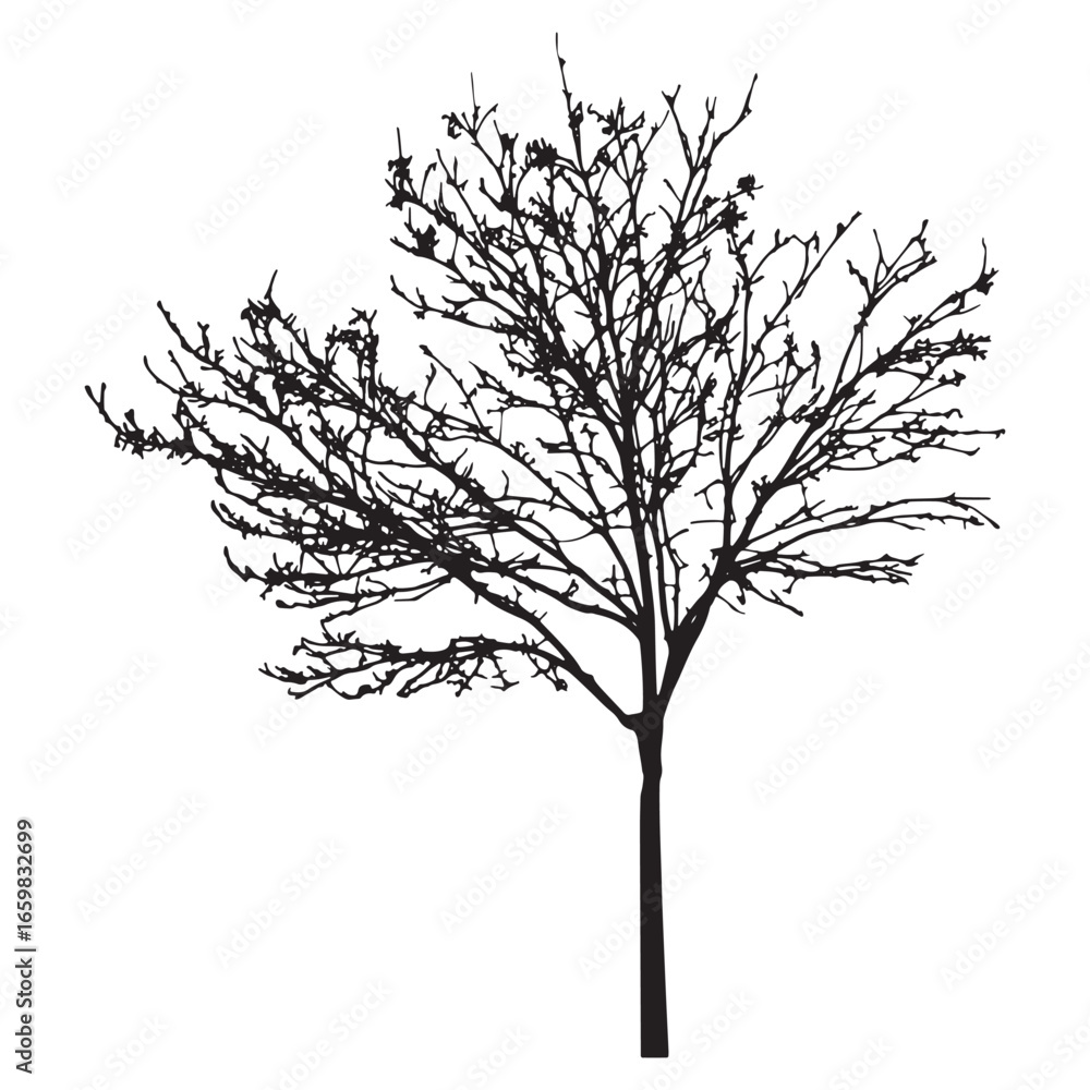 Obraz premium Leafless Tree Illustration