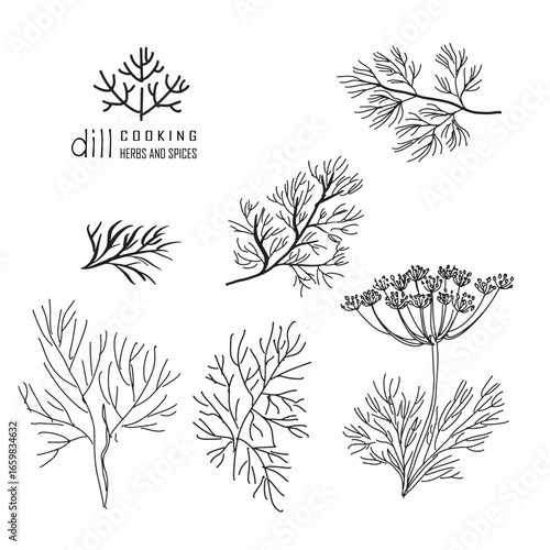 Hand-drawn dill with a line art engraved style.