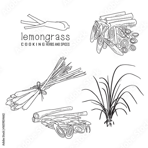 Hand-drawn lemongrass with a line art engraved style.