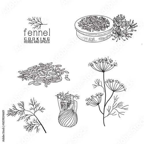 Hand-drawn fennel with a line art engraved style.