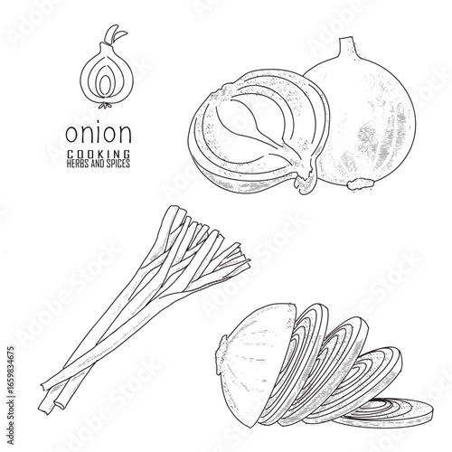 Hand-drawn onion with a line art engraved style.