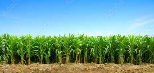 Young corn field plantation growing up.