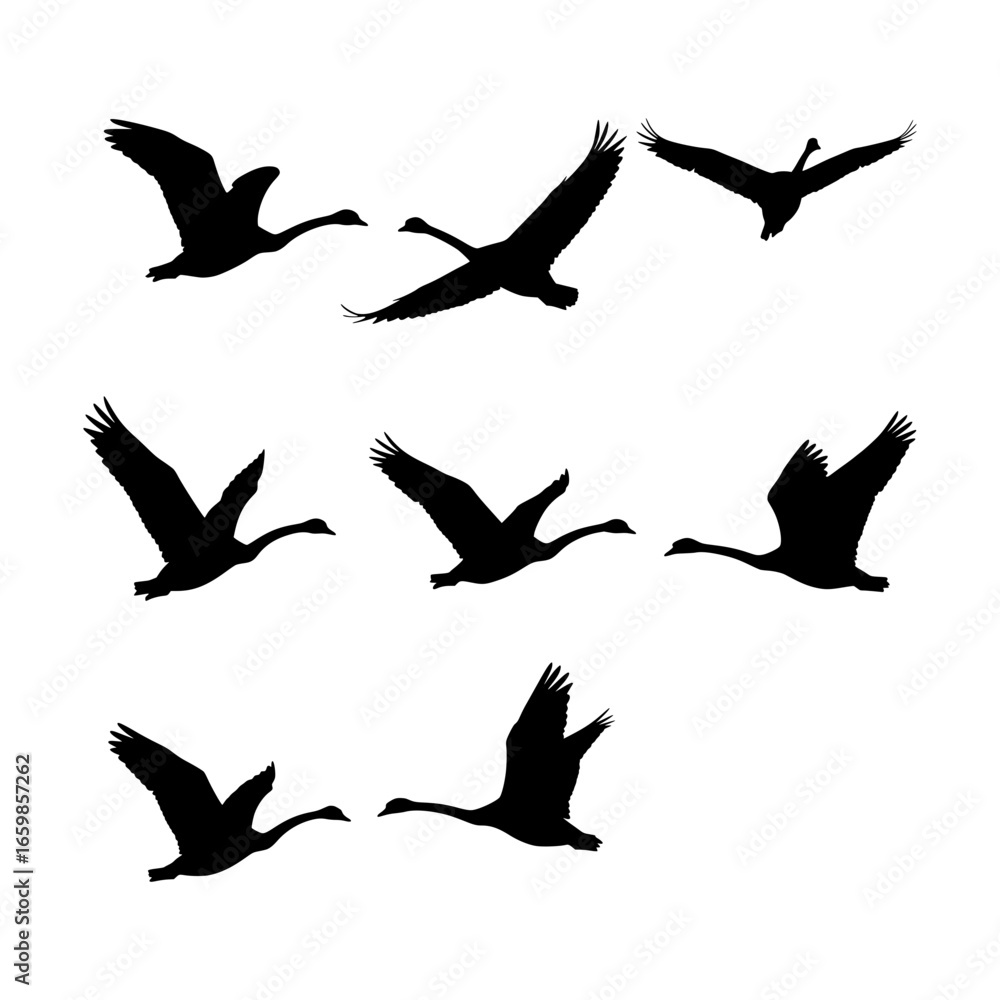 Fototapeta premium Silhouettes of geese in flight, illustrating freedom and migration with elegant black forms in dynamic poses, creating a sense of natural movement against an undefined space.