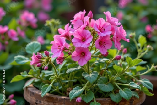 geranium pink blossoms glowing, harvested for essential oil, cinematic realism, rustic floral apothecary, natural tones, aromatic herbal production emphasized.