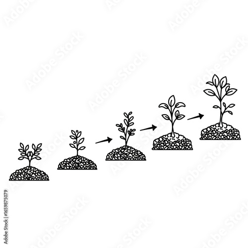 growth stages showing plant development from seedling to maturity in stages depicting organic farming for an ecology project perfect for environmental awareness campaigns.