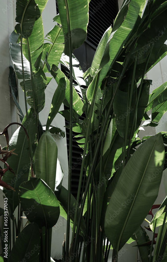 Fototapeta Real organic photography taken tropical green banana palm leaf plant urban modern building lifestyle